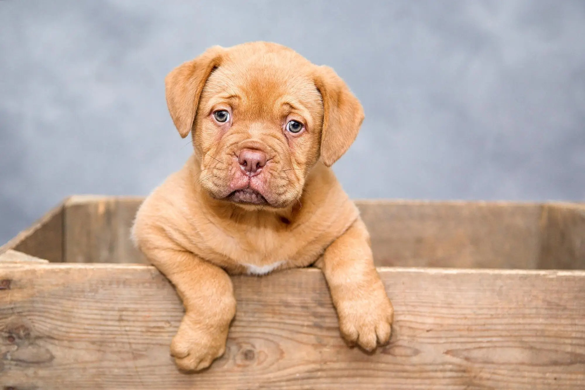 Pros and Cons of Allowing Pets in Your Baltimore Rental Property